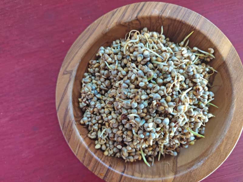 sprouted millets